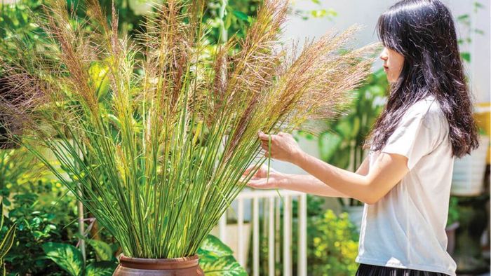 Phương pháp khử mùi nồi chiên không dầu bằng cỏ vetiver