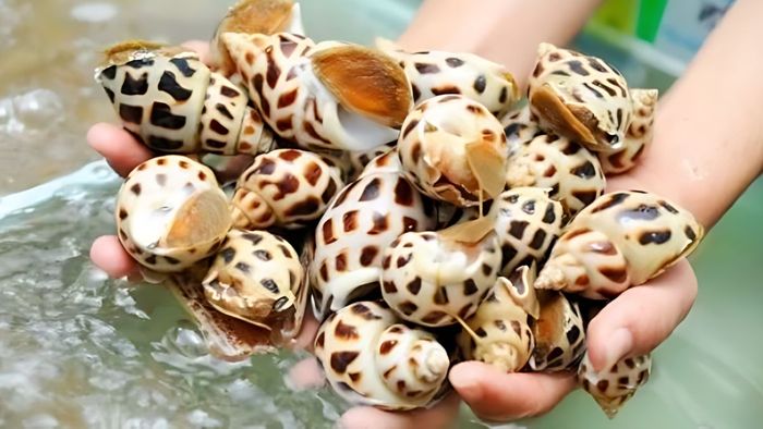 Hướng dẫn chọn ốc hương tươi ngon