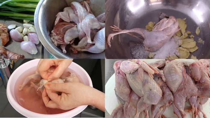 Vệ sinh và loại bỏ mùi cho chim cút