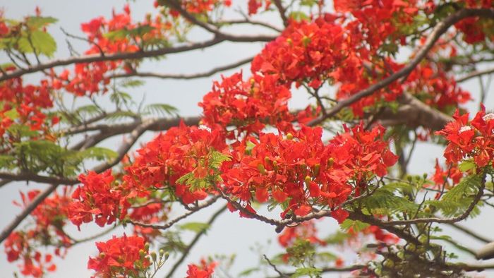 Vẽ hoa phượng mang lại ý nghĩa gì?