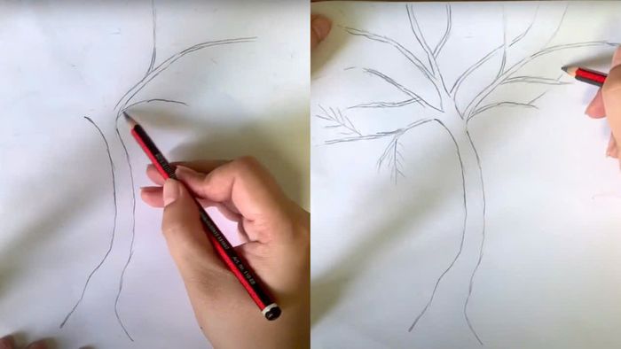 Các bước đơn giản để vẽ hoa phượng - bước 1 và 2
