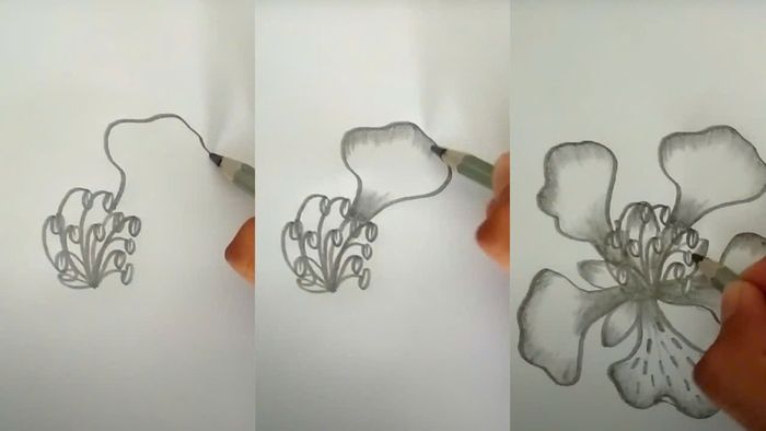 Cách vẽ cánh hoa phượng bằng bút chì