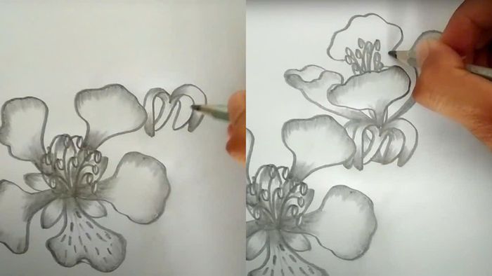 Cách vẽ cuống hoa phượng bằng bút chì