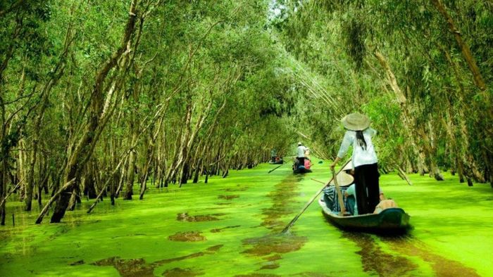 Các thắng cảnh thiên nhiên Kiên Giang - Rừng U Minh Thượng