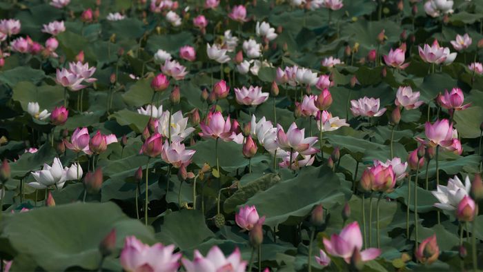 Ảnh đẹp Thái Bình với không khí mát lành, dễ chịu.