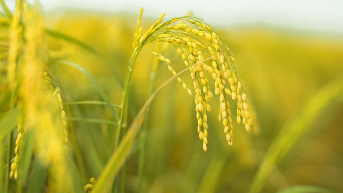Ảnh đẹp Thái Bình mang vẻ sâu lắng, trầm tư.