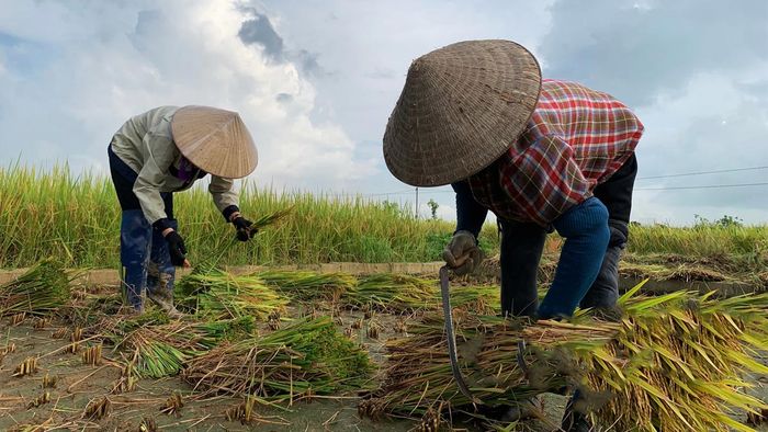 Ảnh đẹp Thái Bình yên ắng, tĩnh lặng