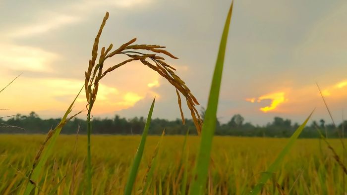 Hình ảnh Sóc Trăng tĩnh lặng, thanh thản.