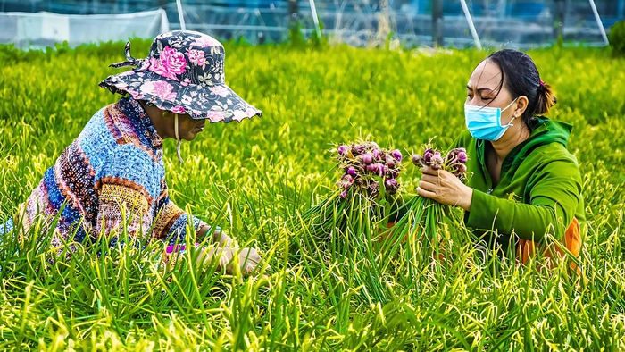 Ảnh đẹp Sóc Trăng tươi mát, xanh ngát.