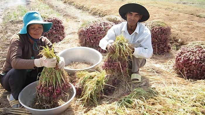 Ảnh đẹp Sóc Trăng dịu dàng, sâu lắng.