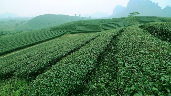 Ảnh đẹp Sơn La mang vẻ thanh tao nhẹ nhàng.