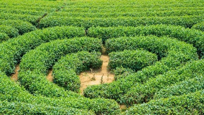 Ảnh đẹp Sơn La mộc mạc và chân thật.