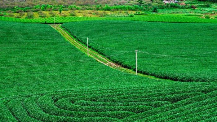 Ảnh đẹp Sơn La thuần khiết và nhẹ nhàng.