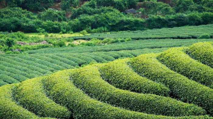 Ảnh đẹp Sơn La đầy chất thơ và cảm xúc.