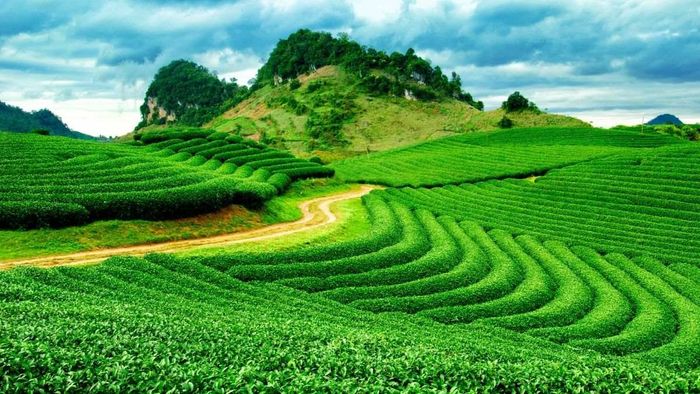 Ảnh đẹp Sơn La mang làn gió mát lành.