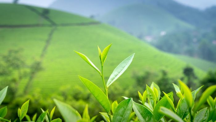 Ảnh đẹp Sơn La lưu dấu trong tim.