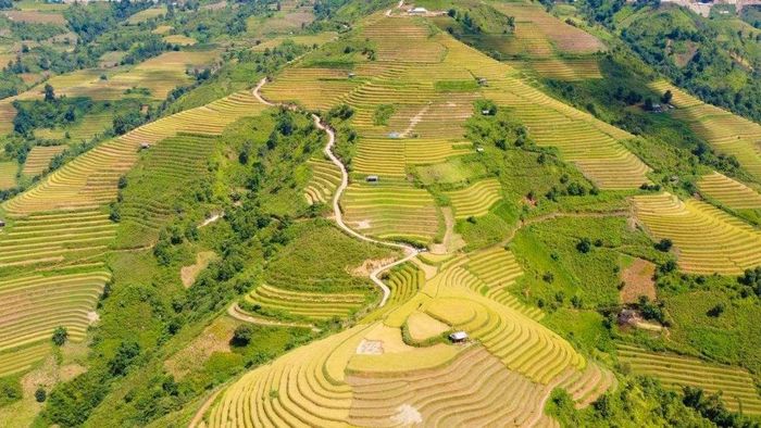 Ảnh đẹp Sơn La tràn đầy ánh nắng vàng tươi.