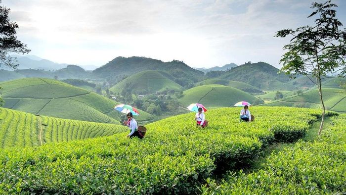 Ảnh đẹp Sơn La quyến rũ mê hoặc lòng người.