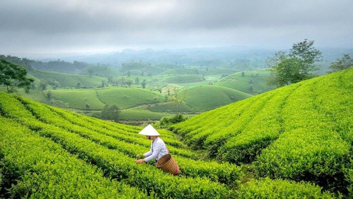 Ảnh đẹp Sơn La thanh nhã, duyên dáng.