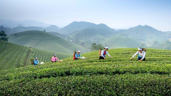Ảnh đẹp Sơn La đậm đà, đầy cảm xúc.