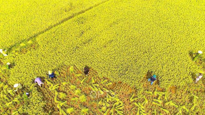 Ảnh đẹp Sơn La thanh khiết và tinh tế