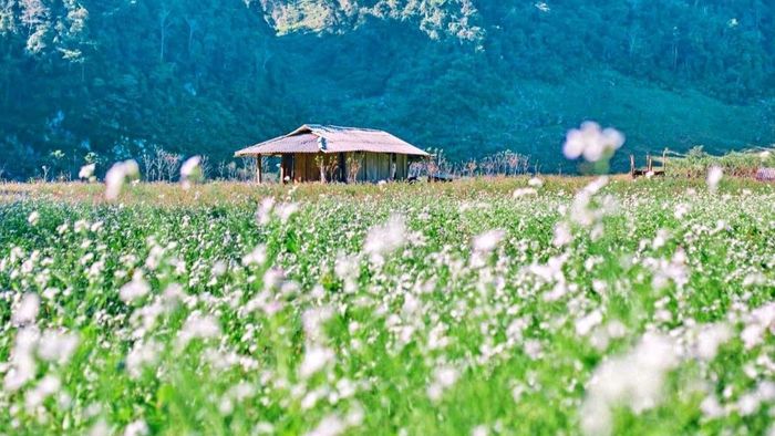 Ảnh đẹp Sơn La ngập tràn sắc xanh.