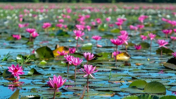 Những bức ảnh đẹp về Tây Ninh mang một vẻ huyền ảo khó tả.