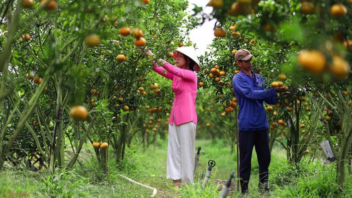 Ảnh đẹp Tiền Giang mang đậm nét cổ kính, lưu giữ lại vẻ đẹp truyền thống của những ngôi làng và chùa chiền qua thời gian.