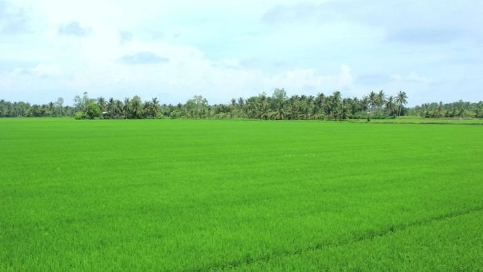 Trà Vinh lại một lần nữa nổi bật với những bức ảnh rực rỡ, khoe sắc đẹp trong từng chi tiết.