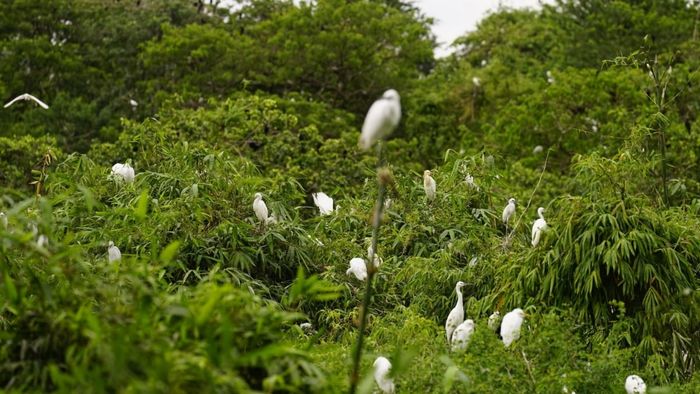 Ảnh đẹp Cần Thơ - Khu bảo tồn Bằng Lăng xanh mát và yên bình
