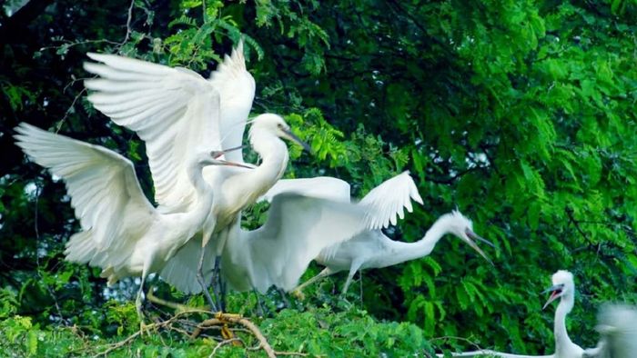 Ảnh đẹp Cần Thơ - vẻ đẹp hoang sơ giữa thiên nhiên tại Bằng Lăng