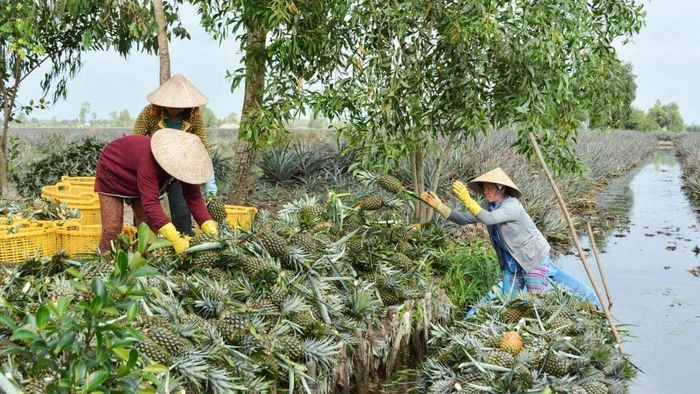 Hình ảnh đẹp về Hậu Giang ghi lại cảnh lao động miệt mài và đầy nhiệt huyết.