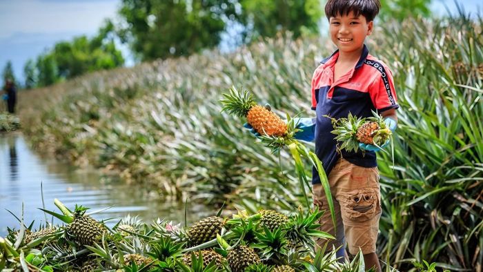 Hình ảnh đẹp về Hậu Giang khắc họa đôi bàn tay chai sạn của người lao động.
