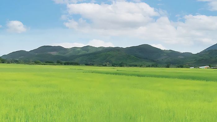 Hình ảnh đẹp về Lâm Đồng với đồng cỏ xanh mướt mắt