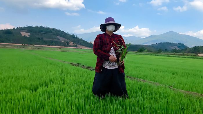 Khung cảnh lúa vàng trải dài trên triền đồi ở Lâm Đồng
