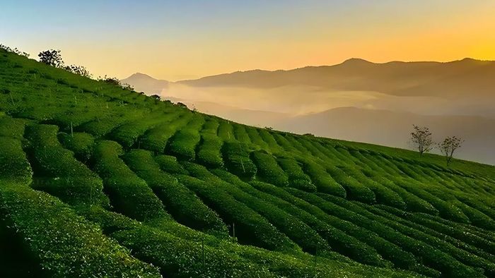 Hình ảnh đẹp về nương ngô xanh mướt, tươi tốt ở Lâm Đồng