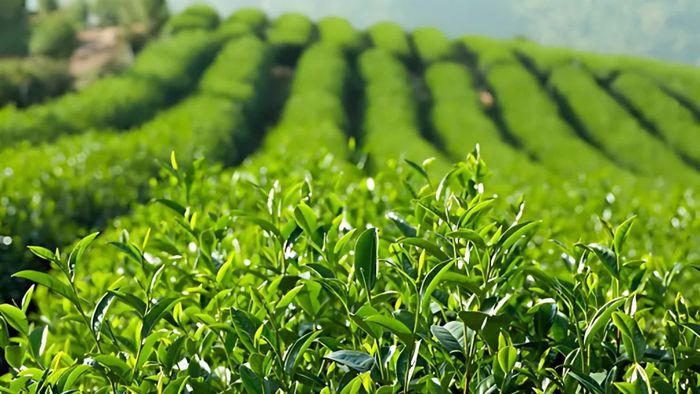 Những bức ảnh đẹp về đồi chè xanh mướt mắt tại Lâm Đồng