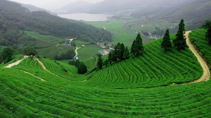 Khoảnh khắc đẹp về Lâm Đồng với làn sương sớm mờ ảo