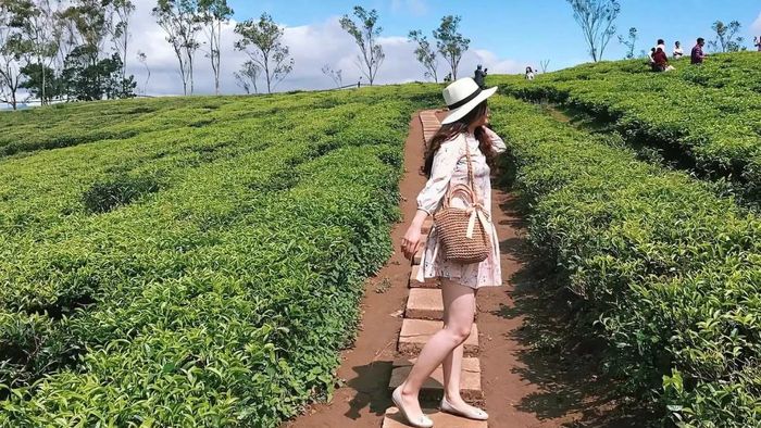 Những bức ảnh đẹp về đồi chè xanh mướt tại Lâm Đồng