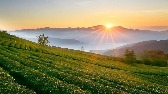 Những bức ảnh đẹp về Lâm Đồng với muôn hoa khoe sắc rực rỡ