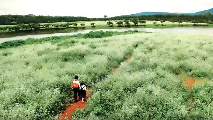 Những bức ảnh đẹp về Lâm Đồng với đồi chè xanh mướt mắt