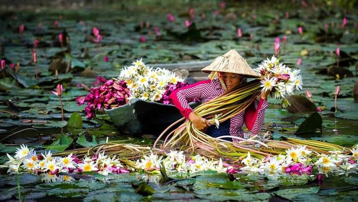 Ảnh đẹp Long An chất lượng cao 4K.