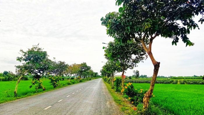 Con đường làng ngập tràn bóng mát cây xanh - Ảnh đẹp Long An