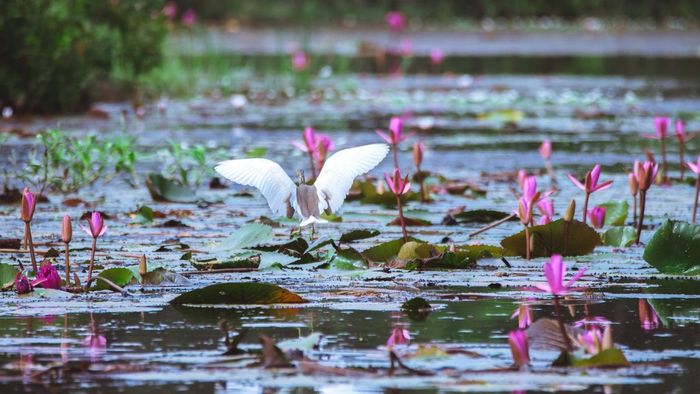 Ảnh đẹp Long An với góc chụp độc đáo và ấn tượng.