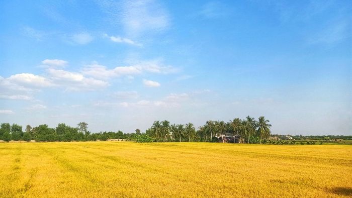 Ảnh đẹp Long An sống động và chân thực đến từng chi tiết.