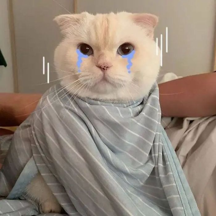 Ảnh meme khóc tủi thân, mang lại cảm giác thấu hiểu.