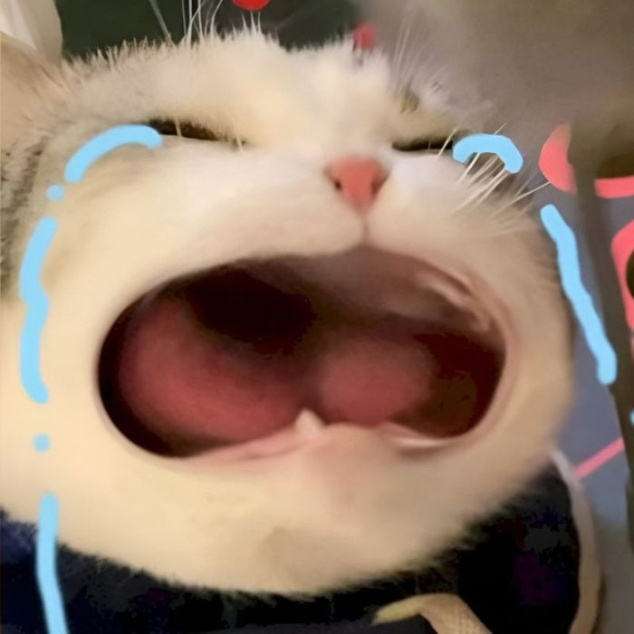 Ảnh meme khóc ngốc nghếch, dễ thương đến mức không thể không cười.