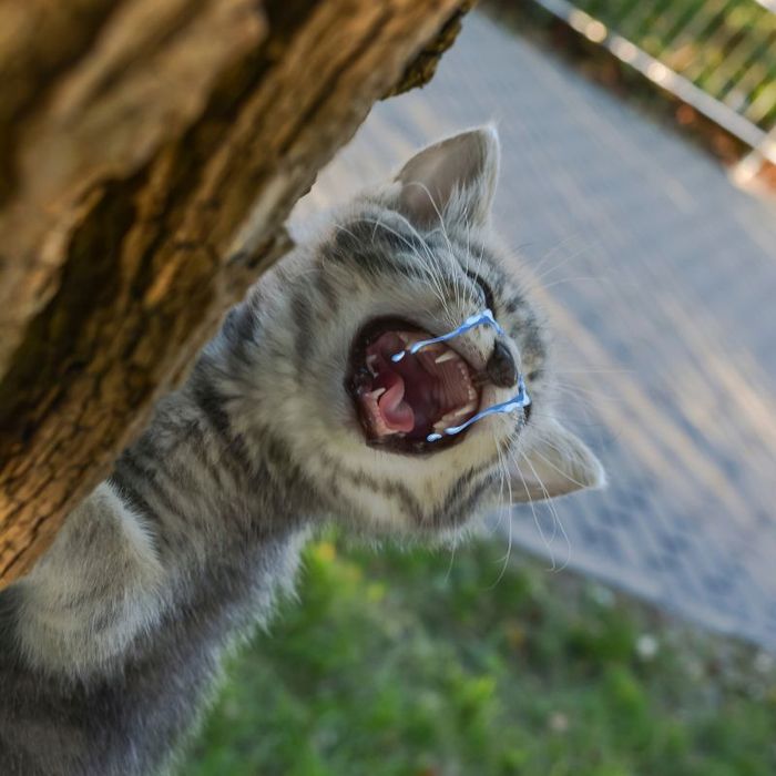 Ảnh meme khóc tan vỡ, thể hiện nỗi buồn sâu sắc không thể che giấu.