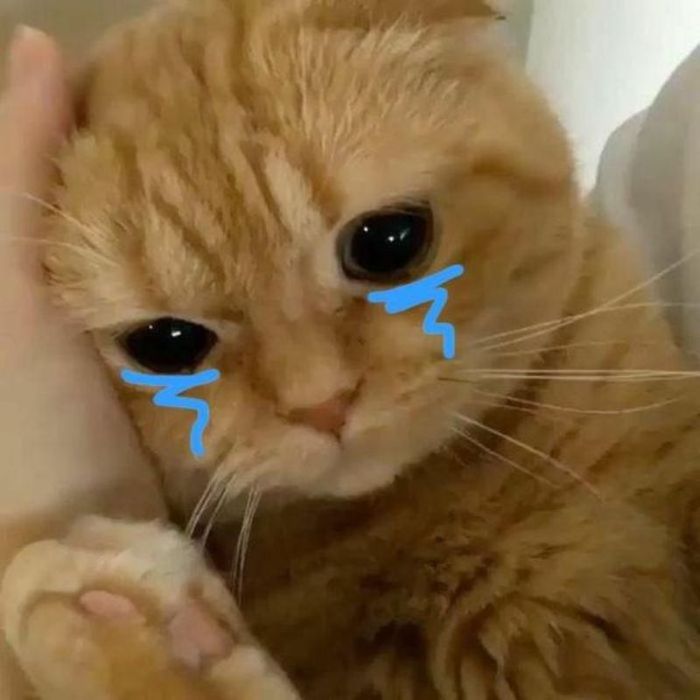 Ảnh meme khóc lạc lõng, trông như đang ở trong thế giới riêng biệt.