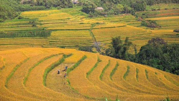 Ảnh đẹp Hòa Bình với lúa chín vàng óng ánh